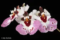 Tolumnia Hybrid
