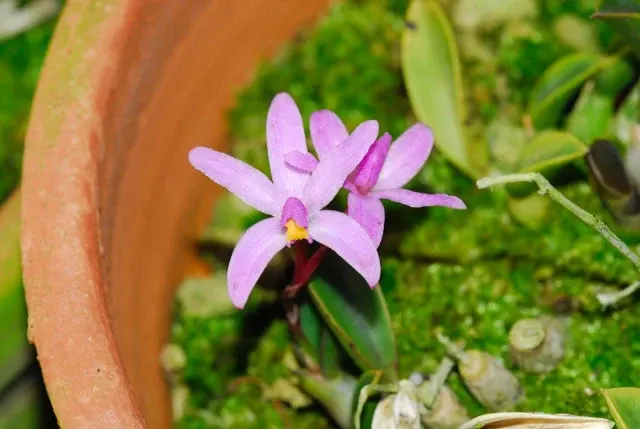 Cattleya liliputana