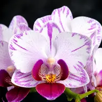 Phalaenopsis Younghome Pure Ballet