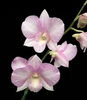 Den. Burana Pink Pearl — In Spike