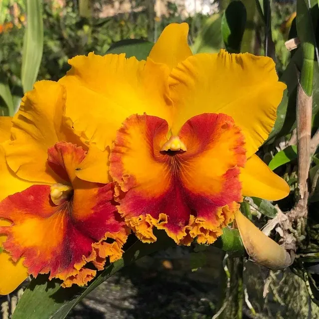 Rhyncholaeliocattleya Monthatip Belle