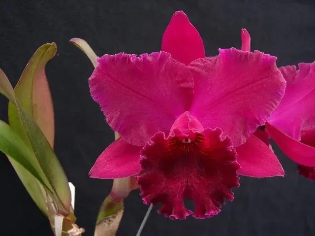 Rhyncholaeliocattleya Burdekin Storm 'Midnight'