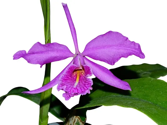 Cattleya maxima