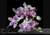 Phal. Hiroshima Tetratris (speciosa var alba x equestris)
