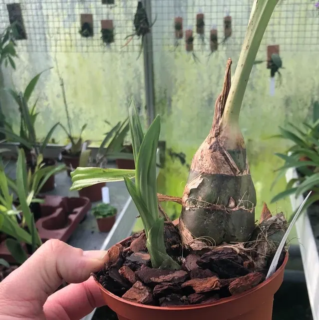 Eulophia streptopetala