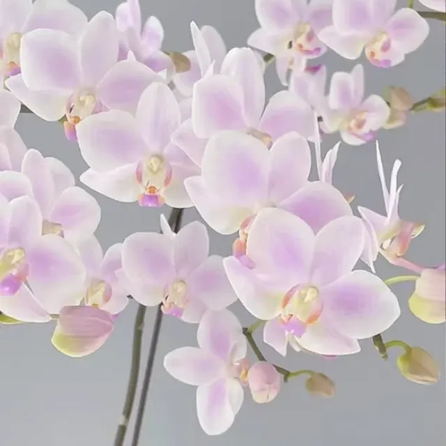 Phalaenopsis Hatuyuki 'Nagoriyuki Pink'