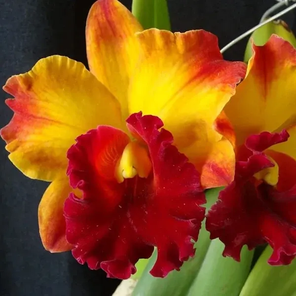 Rhyncholaeliocattleya Liu's Joyance