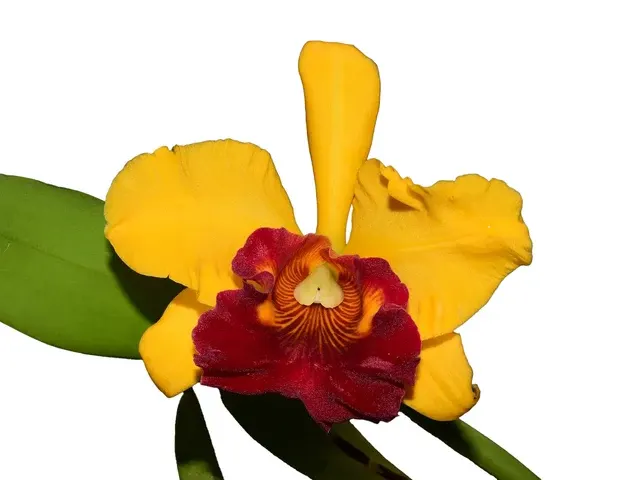 Brassolaeliocattleya Jerry Ton (Brassolaeliocattleya)