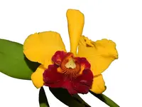 Rhyncholaeliocattleya Hey Tom
