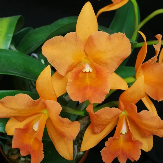 Brassolaeliocattleya Newberry Bronze Butterfly (Brassolaeliocattleya)