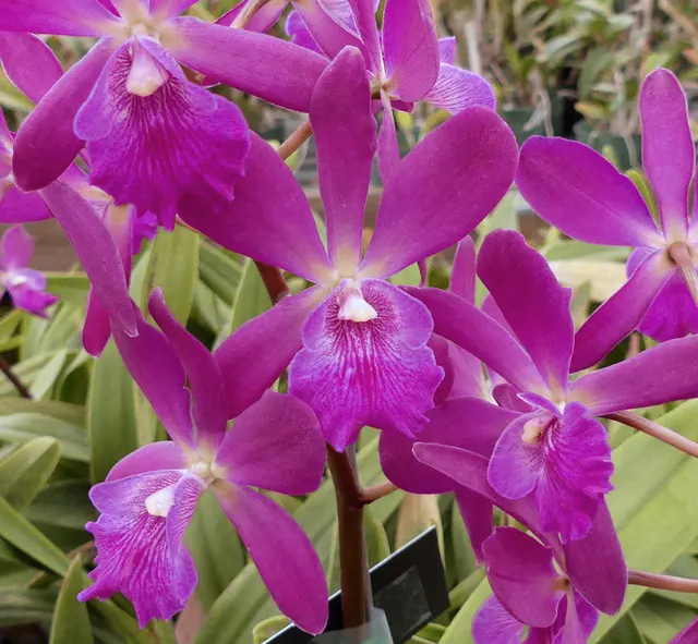 Epicattleya Yucatan 'Waterwood' (Epicattleya)