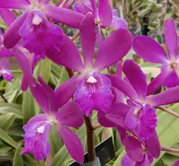 Epc. Yucatan 'Waterwood'.