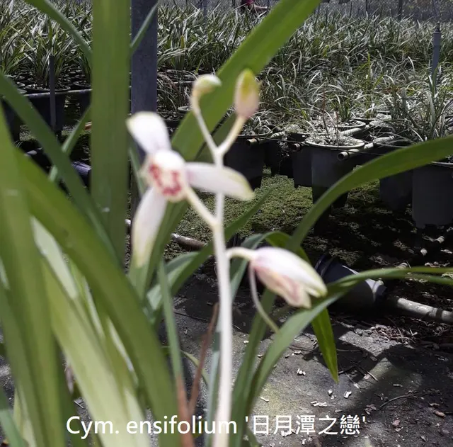 Cymbidium ensifolium 'Sun Moon Lake' (Cymbidium)