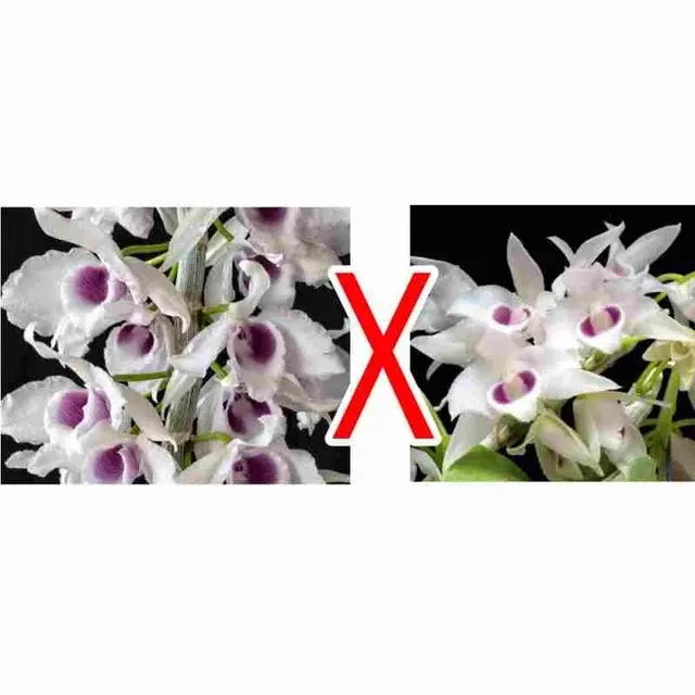 Dendrobium anosmum semi alba (Dendrobium)