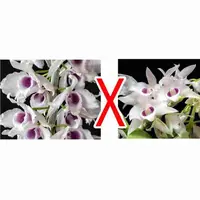 Den. anosmum semi alba X Den. parishii semi alba