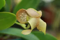 Bulbophyllum grandiflorum “Elite’s 1st”