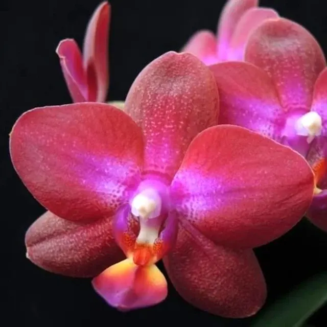 Phalaenopsis 'Lioulin Rose Bud'