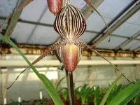 Paphiopedilum rothschildianum