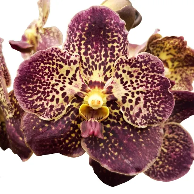 Vanda Mahony
