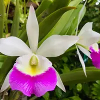 Bc Windward Flare. Blooming size brassocattleya orchod hybrid. Fragrant