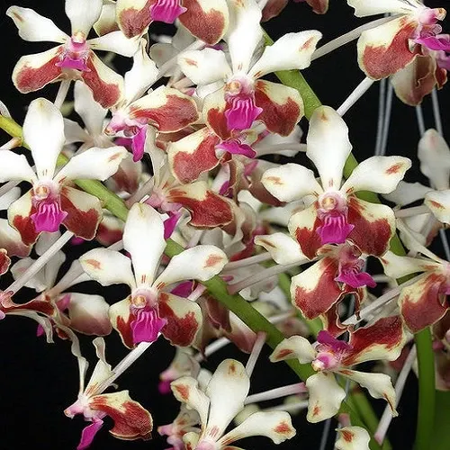 Vanda lamellata var (Vanda)