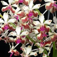 Vanda lamellata var. Boxali - 4N