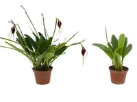 Masdevallia deceptrix (Big)