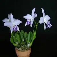 Laelia Sincorana Var. Coerulea Sp.