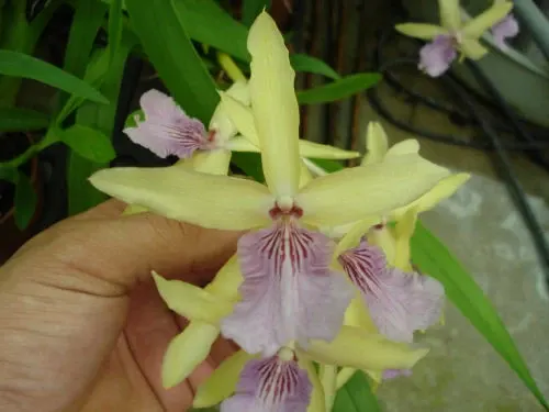 Miltonia flavescens x binotii