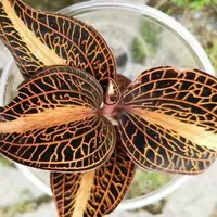 Anoectochilus roxburghii 'Golden Heart' 1.7"