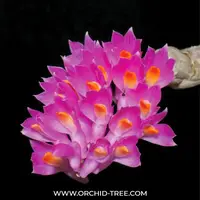 Dendrobium secundum sp. Orchid Plant - BS
