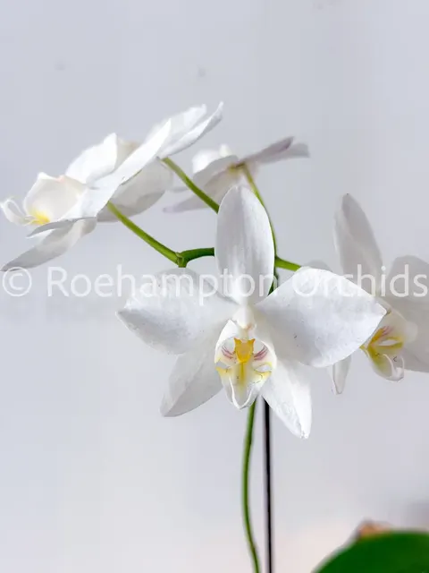 Phalaenopsis amabilis 'Tai Wu' (Phalaenopsis)