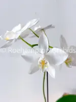 Phal. amabilis 'Tai Wu' — Blooming size
