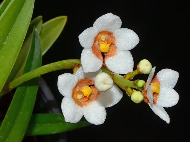 Sarcochilus Madge X 'Free' (Sarcochilus)