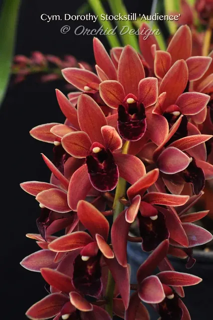 Cymbidium Dorothy Stockstill 'Audience'