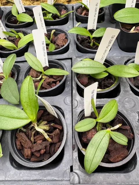 Phalaenopsis Venus (Phalaenopsis)