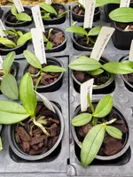 Phalaenopsis Venus