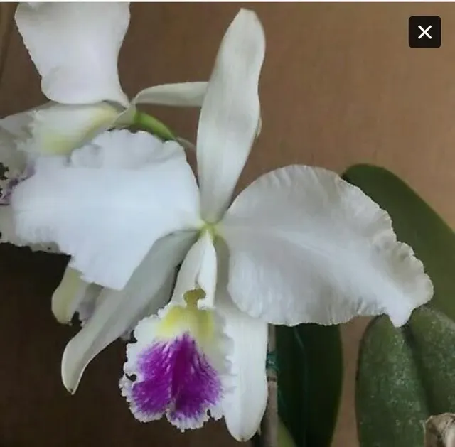 Cattleya warnerii pérola rubra (Cattleya)