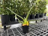 Paphiopedilum Lady Isabel (rothschildianum x stonei) — Hybridized in the USA