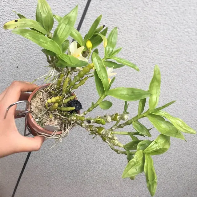 Dendrobium Aphrodite (Dendrobium)