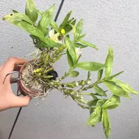 Dendrobium aphrodite