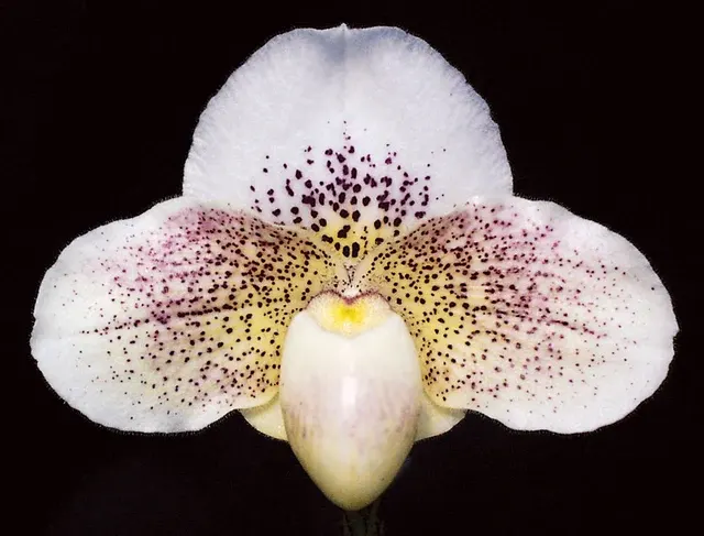 Paphiopedilum Great Expectations 'Dreamer’ (Paphiopedilum)