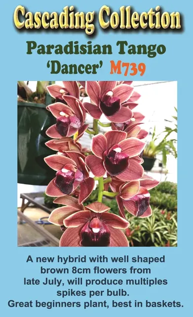 Cymbidium Paradisian Tango 'Dancer'