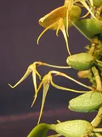 Bulbophyllum-alagense sm form (mucronatum) — Orchids