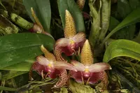 Bulbophyllum sumatranum