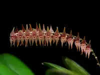 Lepanthopsis acuminata