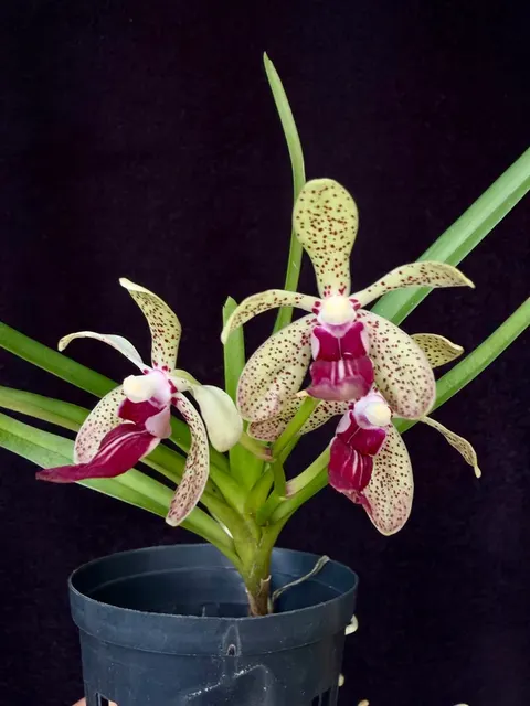 Vanda Kruger Showgirl (Vanda)