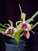 Vanda Kruger Showgirl