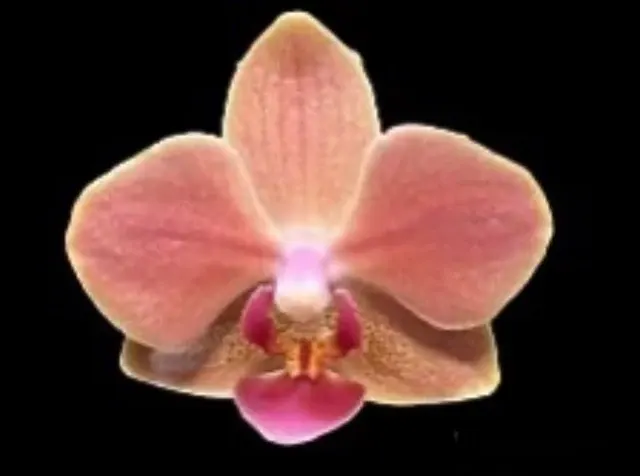 Rhynchonopsis Taiwan Glamor