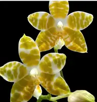 Phalaenopsis amboinensis fma flava
